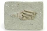 Fossil Crinoid (Dizygocrinus) - Crawfordsville, Indiana #325649-2
